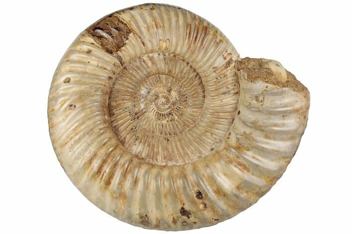 8.9" Jurassic Ammonite (Perisphinctes) - Madagascar